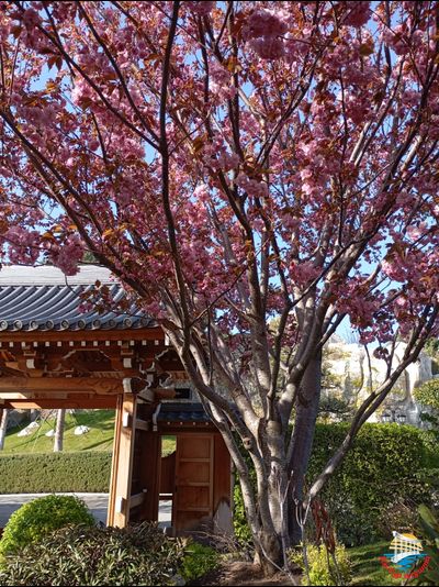 Весенняя романтика Крыма (комфорт)