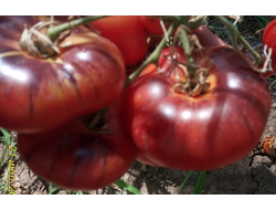 Томат Лазурный гигант (Azure Giant)