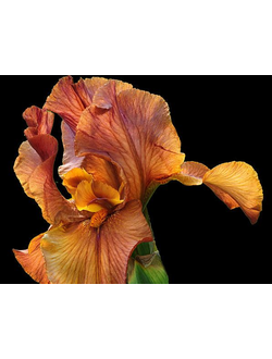 Iris res. absolute 2204545 (Natural) Firmenich 30%