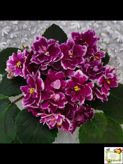 АВ-Последняя Любовь Самурая (Фиалковод) 2021 г. (лист посажен 19.01.26)