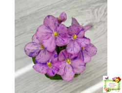 Shirl's Pip Squeak (S.Sanders) (лист посажен 28.01.26)