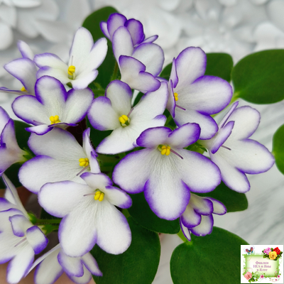 2А-Проба Пера (Е. Кольцова) 2024 г. (детка)