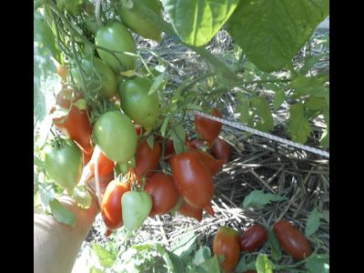 Томат Легенда ( Тарасенко)