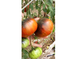 Томат Блаженство