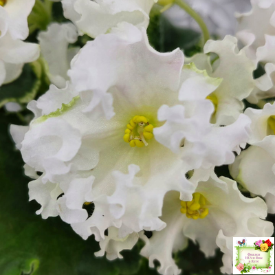 Dn-Macabeo (Д. Денисенко) 2019 г. (укоренённый лист)