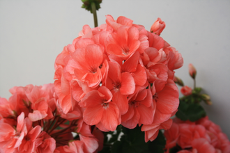 Soren - пеларгония зональная - описание сорта, фото - купить черенки в Перми и почтой