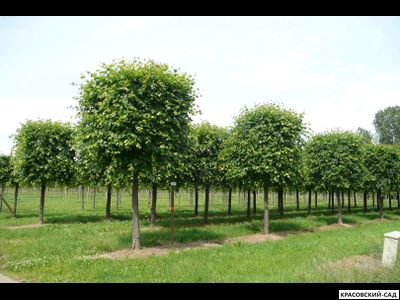 Липа европейская Палида - Pallida