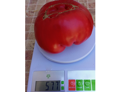 Томат Розовый гигант м-ра Андервуда (Mr. Underwood's Pink German Giant)