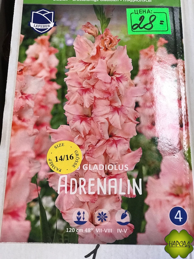ГЛАДИОЛУС ADRENALIN 1 шт
