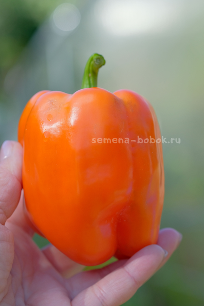 Перец сладкий Гюнстлинг, 10 шт