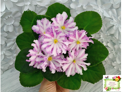 Оленька (Ю.Андрусенко, О.Артёмова) химера (стартер сорт)