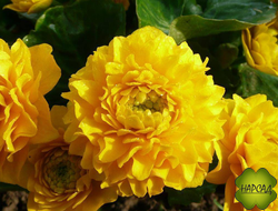 КАЛУЖНИЦА МАХРОВАЯ