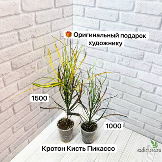 Кротон ‘ Кисть Пикассо’ / Codiaeum variegatum Picasso’s Paintbrush