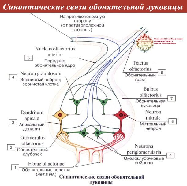 Духи, Парфюм, Парфюмерия | Обоняние — Как Это Работает?