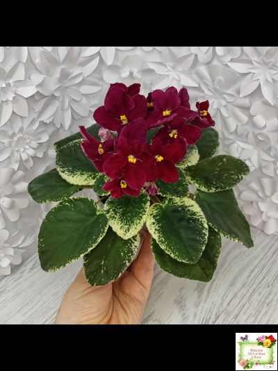 Mac's O'Scarlet O'Hara (G.McDonald) (Макс ОСкарлет Охара)