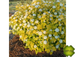 ПУЗЫРЕПЛОДНИК "ДАРТС ГОЛД"