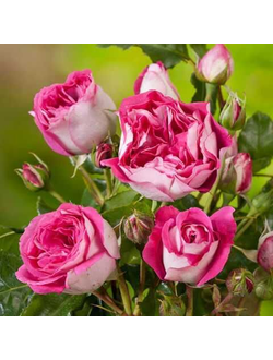 Максим 2016 (Maxim)