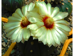 Astrophytum asterias f.nudum (Ч) - 10 семян