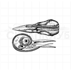 штамп винтажный череп дятла