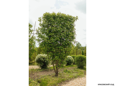 Рябина обыкновенная в форме шпалеры