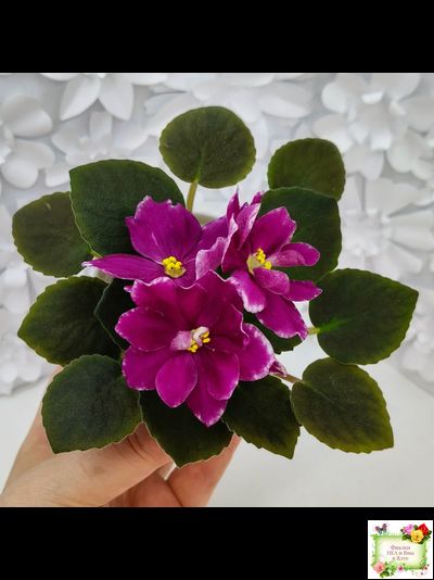 АВ-Последняя Любовь Самурая (Фиалковод) 2021 г. (лист посажен 19.01.26)