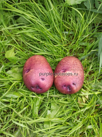 Сорт картофеля Баклажан