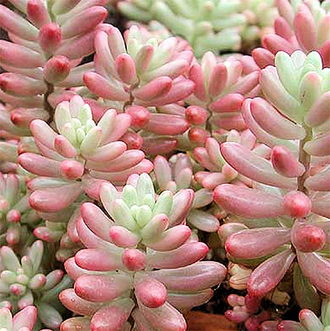 Sedum Rubrotinctum Aurora