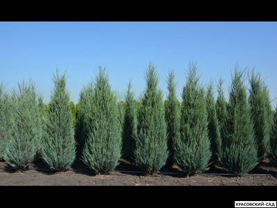 Можжевельник Блю Эрроу 6 метров