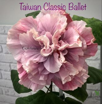 Гибискус Taiwan Classic Ballet