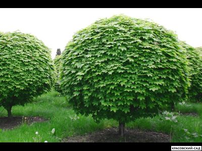 Клен остролистный Глобосум - Globosum