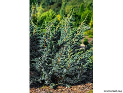 Можжевельник чешуйчатый Мейери