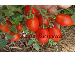 Томат Гора Везувий (Mt.Vesuvius, Mountain Vesuvius)