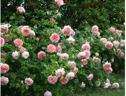 Роза английская Abraham Darby (AUScot, Candy Rain, Country Darby), C5