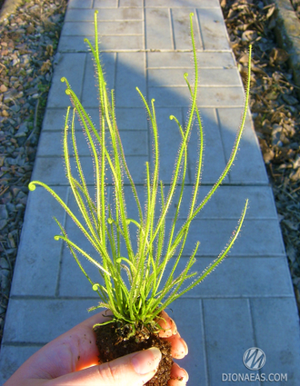 Drosera Filiformis