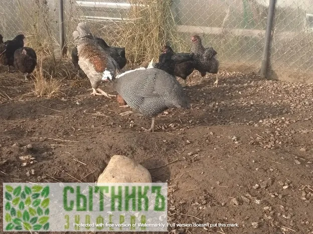 Цесарки и куры на ферме