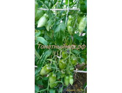 Томат Osu o Blonde avec Tetons (Пышногрудая блондинка Osu)