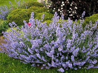 Котовник Фассена (Nepeta faassenii `Six Hills Giant`), ЗКС