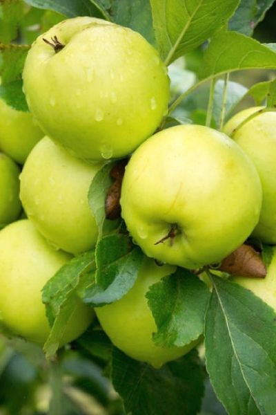 Яблоня Антоновка (осенний)