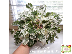 Cherokee Trail (L. Ray) трейлер (пасынок сорт посажен 06.10.25)