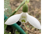 Galanthus elwesii “El Bandito”