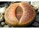 Lithops hookeri C113 (Чехия)