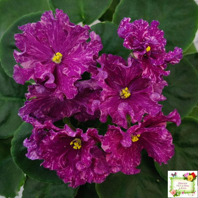 АВ-Тайны Востока (Фиалковод) 2022 г. (детка)