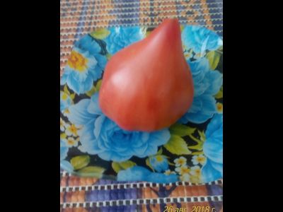 Томат Черное сердце с носиком от Борисовны (усл)