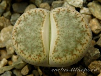 Lithops pseudotruncatella C070 (MG) - 10 семян