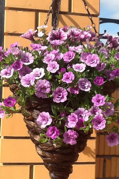 Калибрахоа