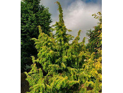 Можжевельник обыкновенный Калебаб (Juniperus communis Kalebab), 1,0 л