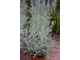 Senecio ficoides (Крестовник фикусовидный)