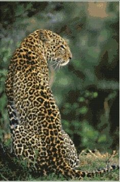 Выжидающий леопард (98867)