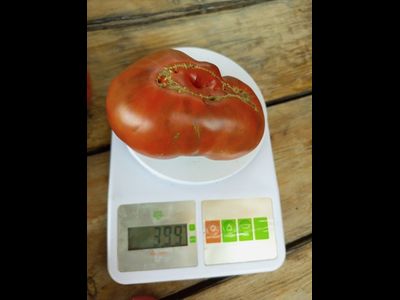 Томат Лавандовое озеро (Lavender Lake)