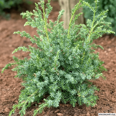 Можжевельник Блю Альпс - Blue Alps